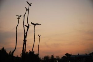 Деревянные тотемы, установленные в священной роще Содо, где проводились обряды и жертвоприношения в древней Корее.
